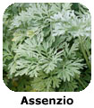 Assenzio